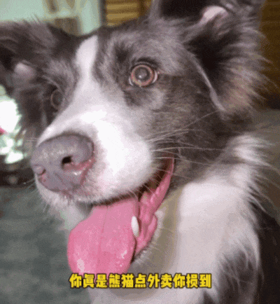 狗子在大冬天给主人开冷气,还顺道把被子都拿走了,俩主人冻得瑟瑟发抖(组图) - 12