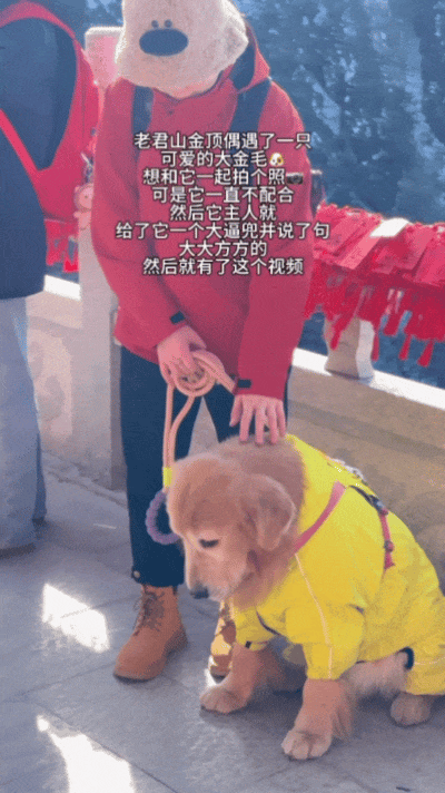 金毛被主人连续打击两次，吃醋闹脾气不肯拍照，主人一脸疑惑（组图） - 3