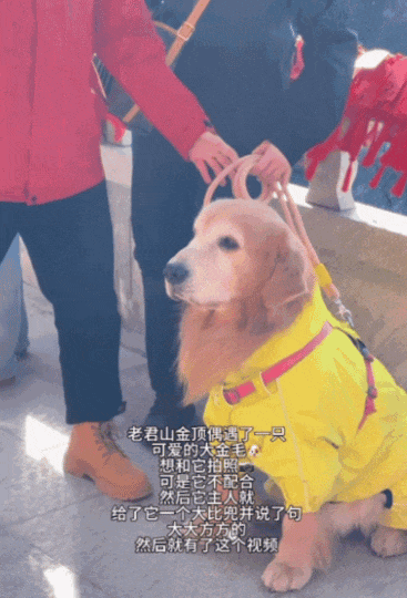金毛被主人连续打击两次，吃醋闹脾气不肯拍照，主人一脸疑惑（组图） - 1