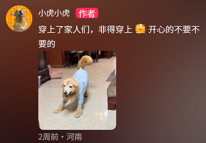 金毛被主人连续打击两次，吃醋闹脾气不肯拍照，主人一脸疑惑（组图） - 22