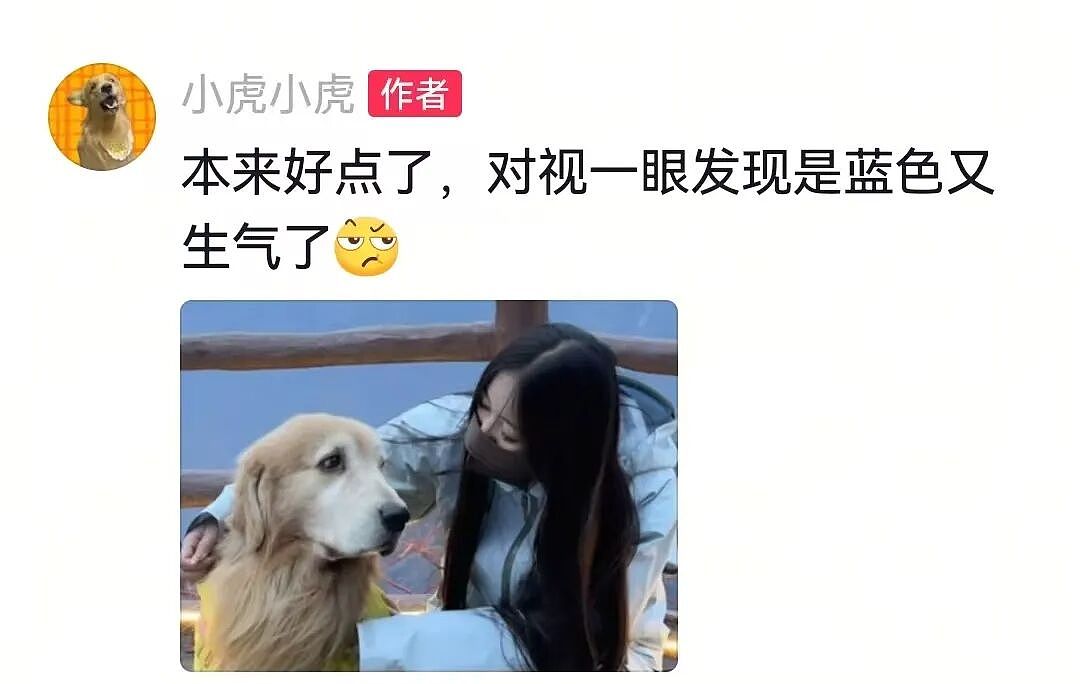 金毛被主人连续打击两次，吃醋闹脾气不肯拍照，主人一脸疑惑（组图） - 19