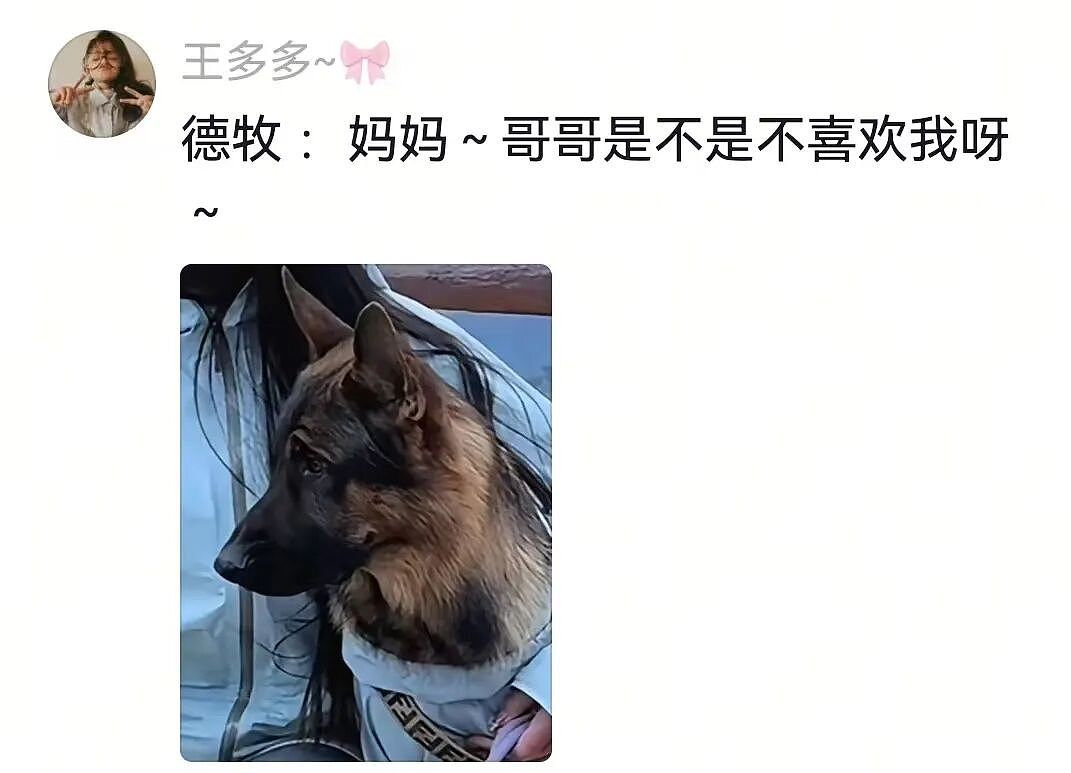 金毛被主人连续打击两次，吃醋闹脾气不肯拍照，主人一脸疑惑（组图） - 14