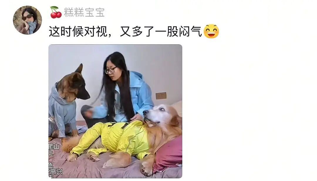金毛被主人连续打击两次，吃醋闹脾气不肯拍照，主人一脸疑惑（组图） - 9