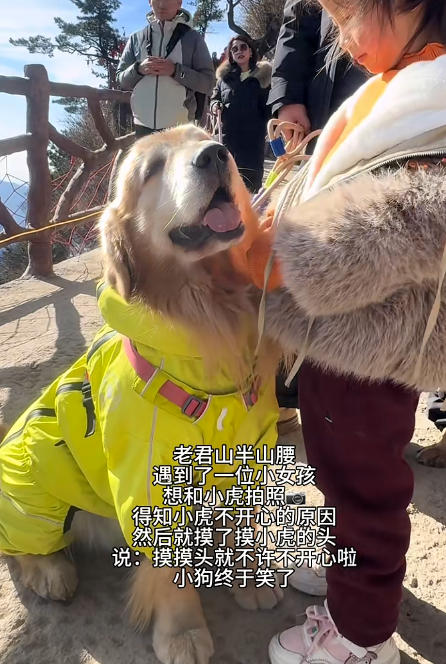 金毛被主人连续打击两次，吃醋闹脾气不肯拍照，主人一脸疑惑（组图） - 21