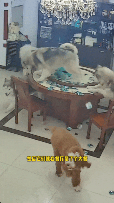 狗子在大冬天给主人开冷气,还顺道把被子都拿走了,俩主人冻得瑟瑟发抖(组图) - 4