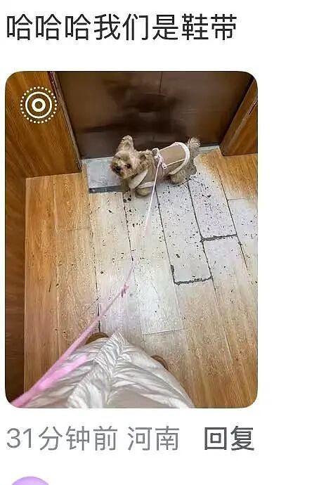 “和crush交流我的理财心得被狠狠奚落…?”哈哈哈华尔街之狼变华尔街之狗!(组图) - 30