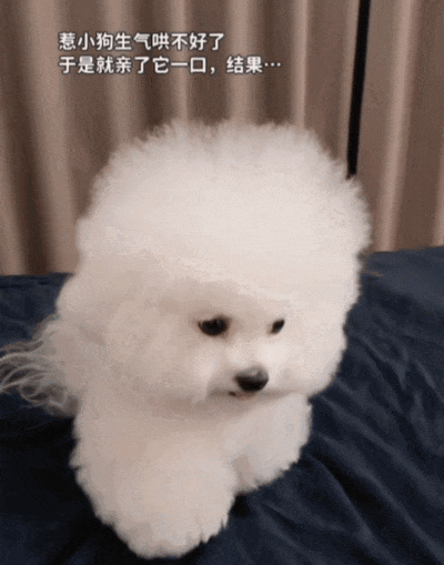 狗子被惹生气后对主人摆脸色，没想到主人使出美色诱惑！狗子害羞wink（组图） - 2