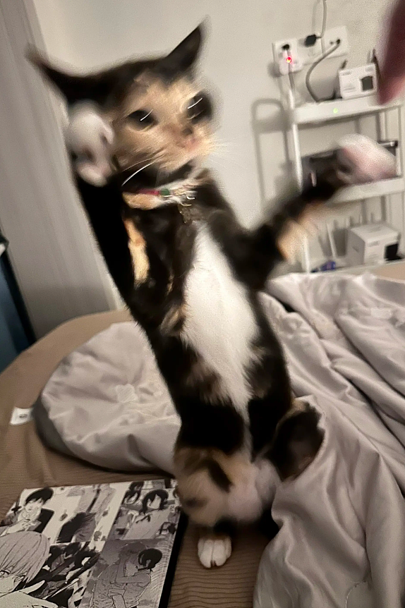 【宠物】猫奴小哥每次点外卖评价都晒猫，满屏都是排骨和猫猫猫，网友：拿商家评论区当朋友圈发了哈哈哈哈（组图） - 15