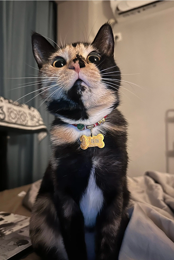【宠物】猫奴小哥每次点外卖评价都晒猫，满屏都是排骨和猫猫猫，网友：拿商家评论区当朋友圈发了哈哈哈哈（组图） - 17