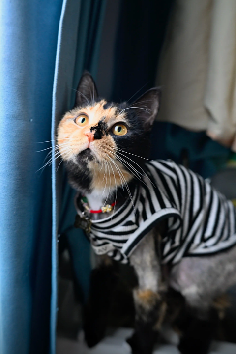 【宠物】猫奴小哥每次点外卖评价都晒猫，满屏都是排骨和猫猫猫，网友：拿商家评论区当朋友圈发了哈哈哈哈（组图） - 21