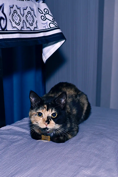 【宠物】猫奴小哥每次点外卖评价都晒猫，满屏都是排骨和猫猫猫，网友：拿商家评论区当朋友圈发了哈哈哈哈（组图） - 19