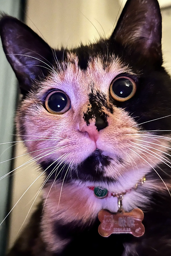 【宠物】猫奴小哥每次点外卖评价都晒猫，满屏都是排骨和猫猫猫，网友：拿商家评论区当朋友圈发了哈哈哈哈（组图） - 22