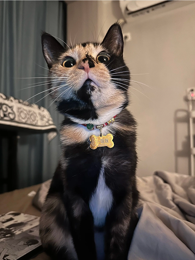 【宠物】猫奴小哥每次点外卖评价都晒猫，满屏都是排骨和猫猫猫，网友：拿商家评论区当朋友圈发了哈哈哈哈（组图） - 14