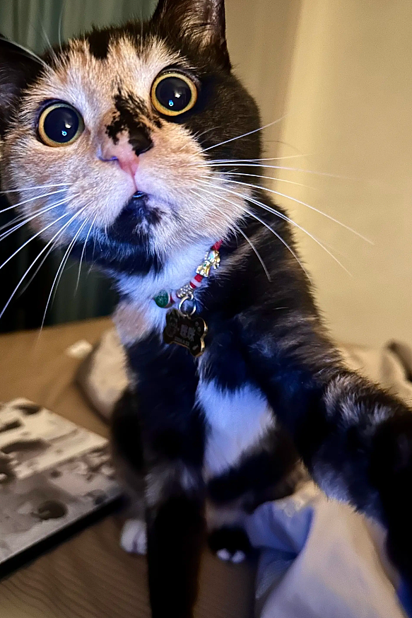 【宠物】猫奴小哥每次点外卖评价都晒猫，满屏都是排骨和猫猫猫，网友：拿商家评论区当朋友圈发了哈哈哈哈（组图） - 16