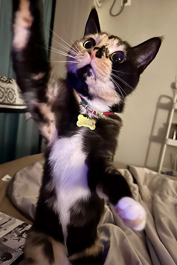 【宠物】猫奴小哥每次点外卖评价都晒猫，满屏都是排骨和猫猫猫，网友：拿商家评论区当朋友圈发了哈哈哈哈（组图） - 18