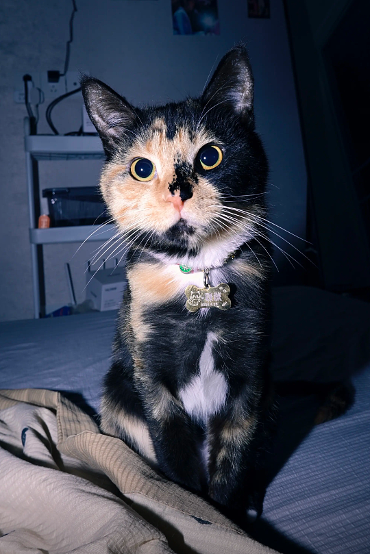 【宠物】猫奴小哥每次点外卖评价都晒猫，满屏都是排骨和猫猫猫，网友：拿商家评论区当朋友圈发了哈哈哈哈（组图） - 20