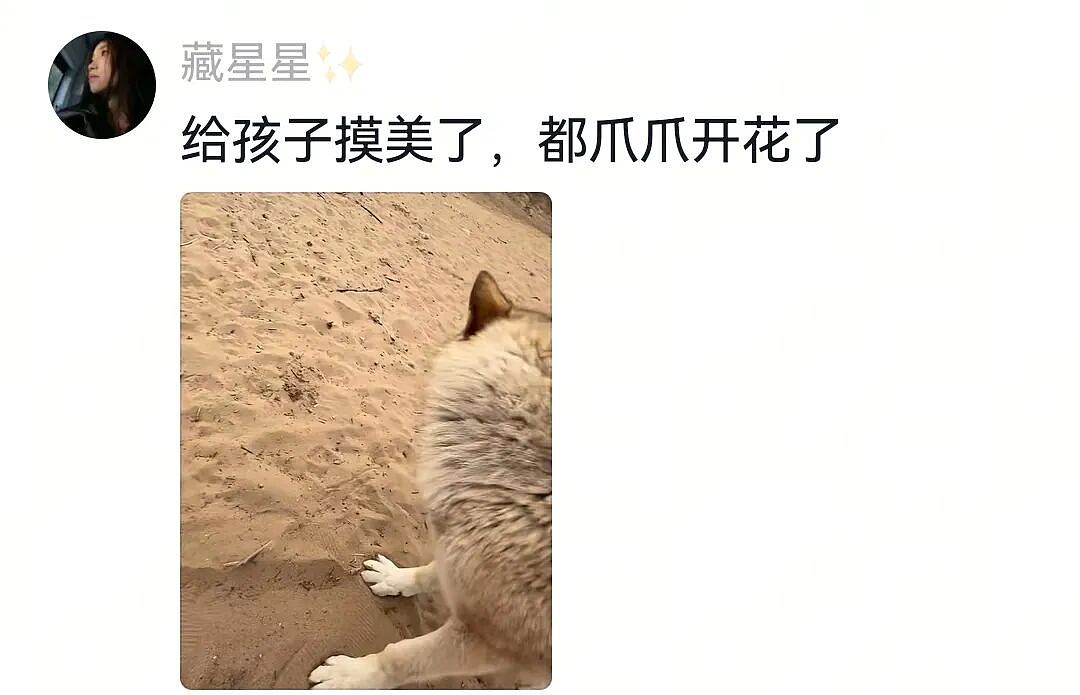 【宠物】网友将狼王误认为自家大黄，撸了半天发现手感不对，低头一看差点被吓死（组图） - 9