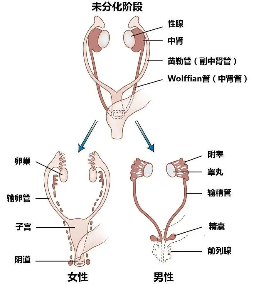 【两性】男生蛋蛋间为什么有一条弯弯曲曲的缝线，一直延伸到菊花（组图） - 2