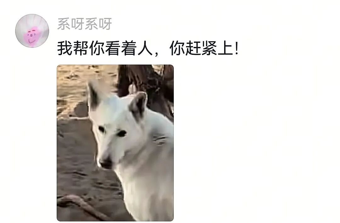 【宠物】网友将狼王误认为自家大黄，撸了半天发现手感不对，低头一看差点被吓死（组图） - 15