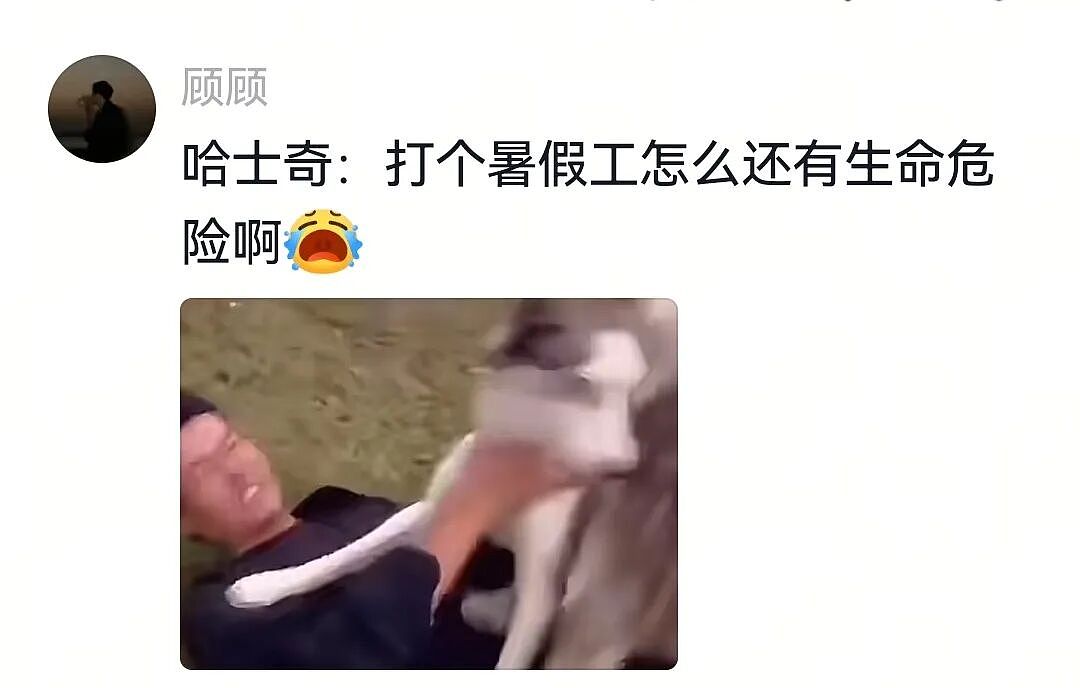 【宠物】网友将狼王误认为自家大黄，撸了半天发现手感不对，低头一看差点被吓死（组图） - 21