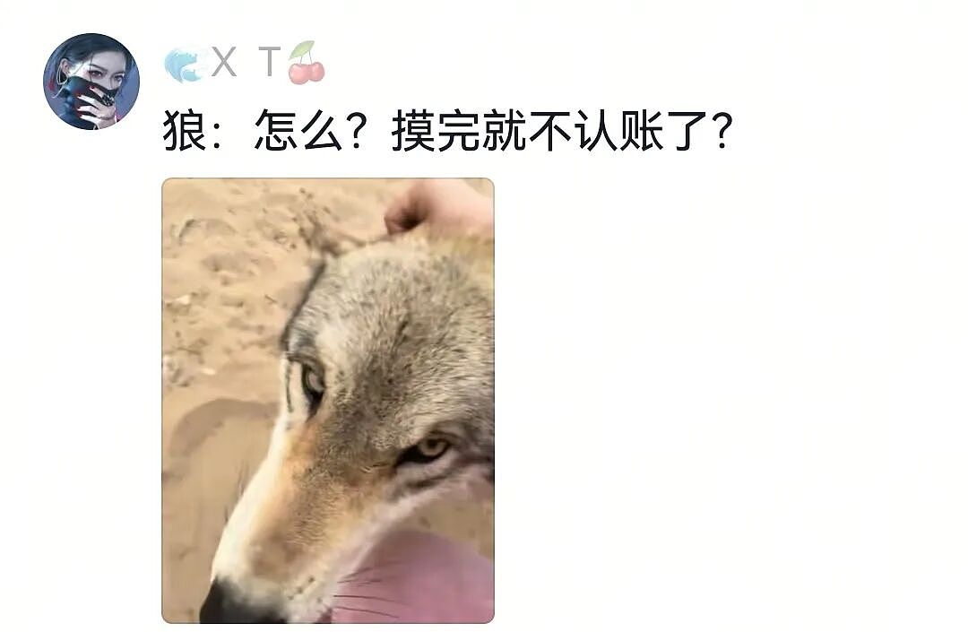 【宠物】网友将狼王误认为自家大黄，撸了半天发现手感不对，低头一看差点被吓死（组图） - 10