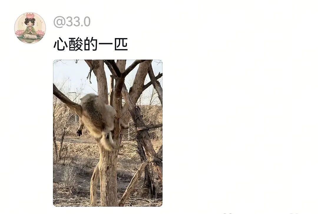 【宠物】网友将狼王误认为自家大黄，撸了半天发现手感不对，低头一看差点被吓死（组图） - 16