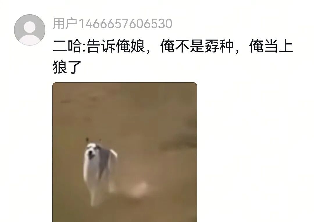 【宠物】网友将狼王误认为自家大黄，撸了半天发现手感不对，低头一看差点被吓死（组图） - 22