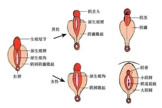 【两性】男生蛋蛋间为什么有一条弯弯曲曲的缝线，一直延伸到菊花（组图） - 3
