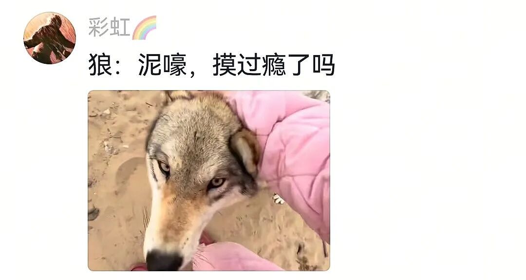 【宠物】网友将狼王误认为自家大黄，撸了半天发现手感不对，低头一看差点被吓死（组图） - 8