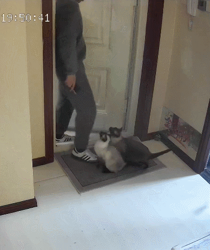 【宠物】20岁妹子坐上有星空顶的百万豪车,全凭送猫出去配种(组图) - 24