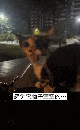 【宠物】20岁妹子坐上有星空顶的百万豪车,全凭送猫出去配种(组图) - 3
