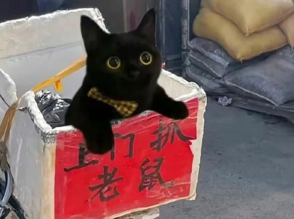 【宠物】20岁妹子坐上有星空顶的百万豪车,全凭送猫出去配种(组图) - 23