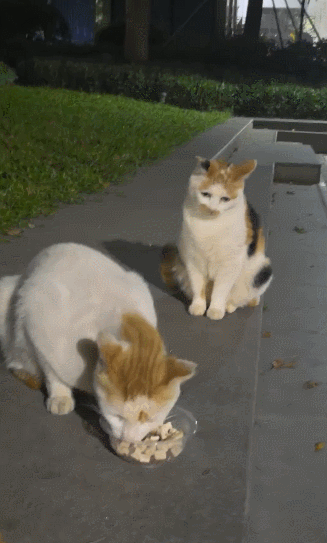 【宠物】20岁妹子坐上有星空顶的百万豪车,全凭送猫出去配种(组图) - 1