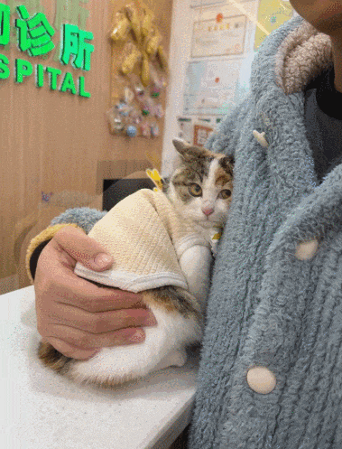 【宠物】20岁妹子坐上有星空顶的百万豪车,全凭送猫出去配种(组图) - 14