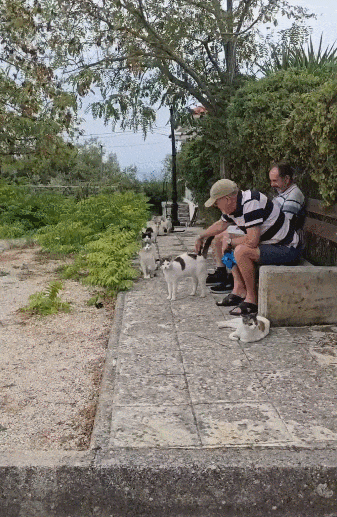 【宠物】20岁妹子坐上有星空顶的百万豪车,全凭送猫出去配种(组图) - 5
