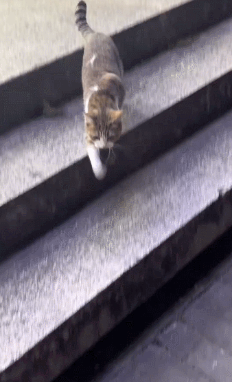 【宠物】20岁妹子坐上有星空顶的百万豪车,全凭送猫出去配种(组图) - 11