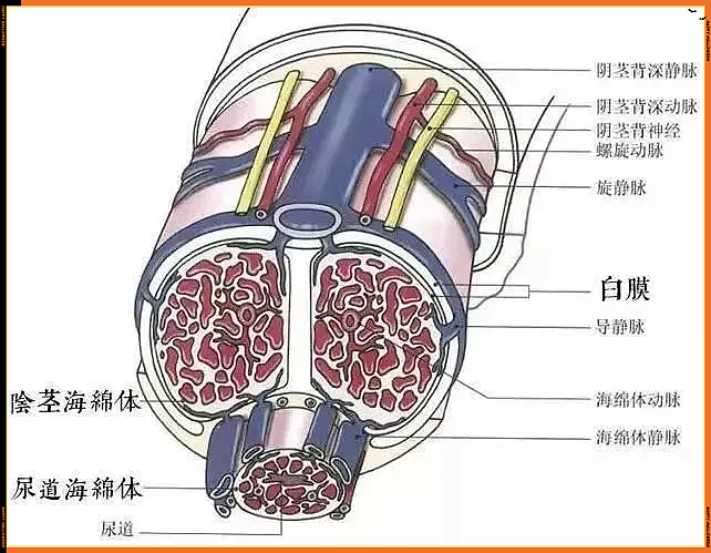 【两性】男性“硬度”自测:这四个级别你属于第几个(组图) - 4