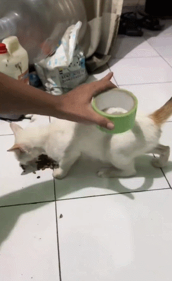 【宠物】20岁妹子坐上有星空顶的百万豪车,全凭送猫出去配种(组图) - 2