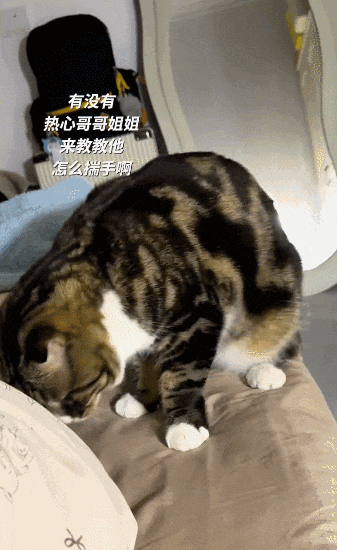 【宠物】20岁妹子坐上有星空顶的百万豪车,全凭送猫出去配种(组图) - 7