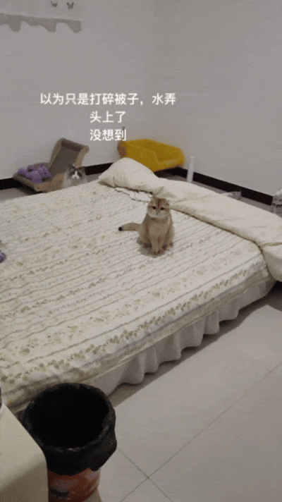 【宠物】主人回家发现猫孩子安静在床上,还在想今天怎么这么乖…推开门走近发现大事不妙(组图) - 4