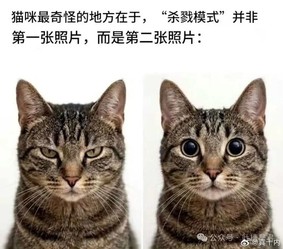 【爆笑】两位作家互相起诉对方抄袭自己...？哈哈哈你俩秀个恩爱搞这么大排场（组图） - 33