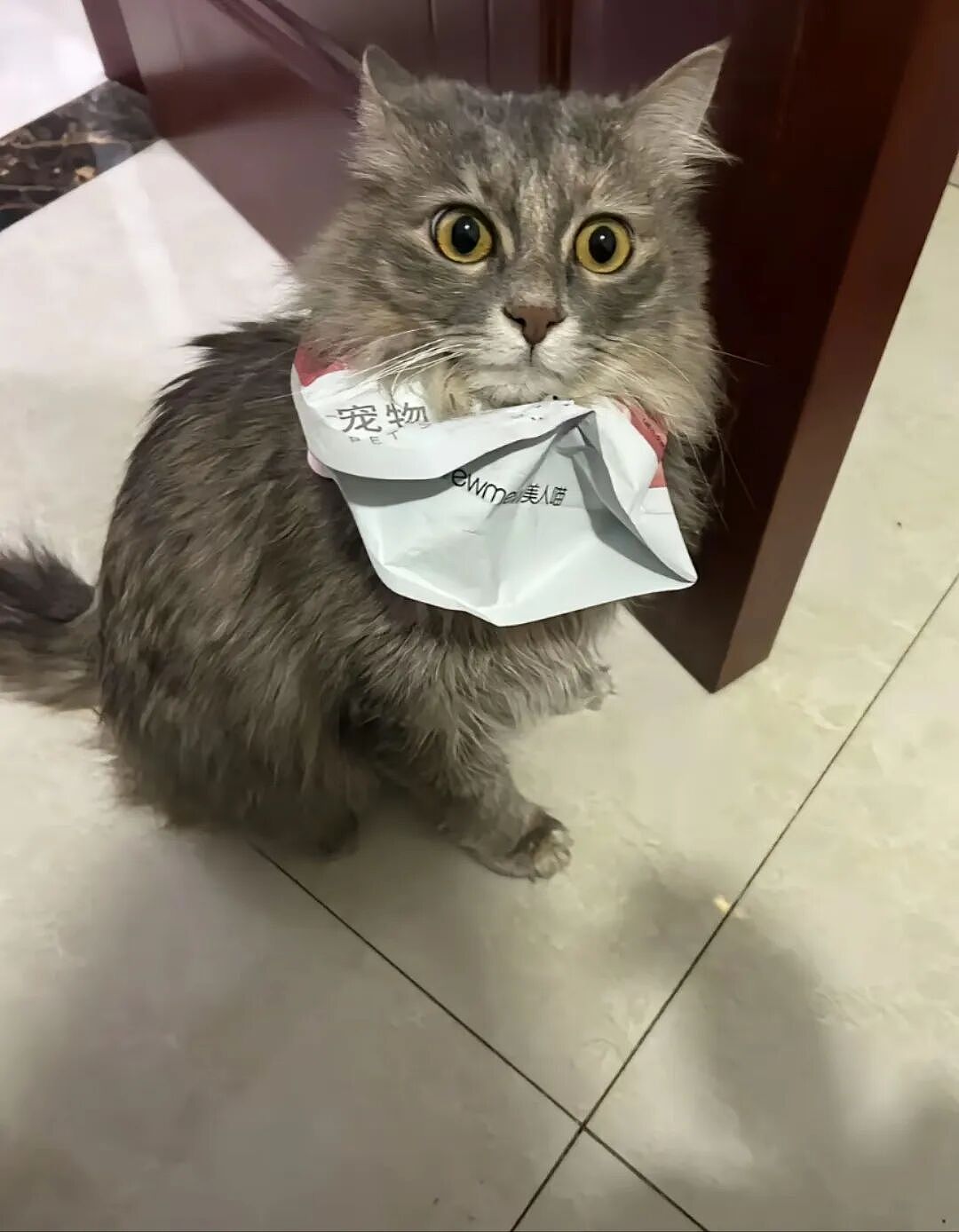 【宠物】主人回家发现猫孩子安静在床上,还在想今天怎么这么乖…推开门走近发现大事不妙(组图) - 7