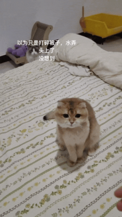 【宠物】主人回家发现猫孩子安静在床上,还在想今天怎么这么乖…推开门走近发现大事不妙(组图) - 5