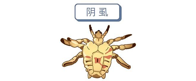 【涨知识】女子腹部痒，医生用镊子夹出16只阴虱！原来阴虱有3个传播途径（组图） - 3