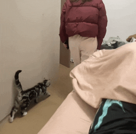 【宠物】小猫黏着女儿身上睡觉，妈妈吃醋一把把小猫薅下去，小猫秒懂，留女儿无能狂怒（组图） - 2