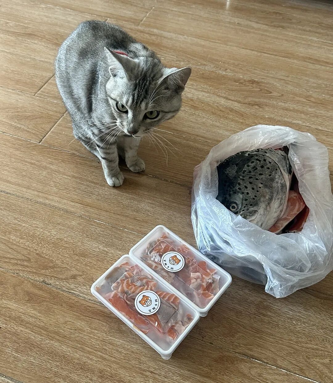 【宠物】主人点外卖备注要三文鱼边角料喂猫，结果收到一大盘肉，猫都惊呆了：谢谢老板！（组图） - 2