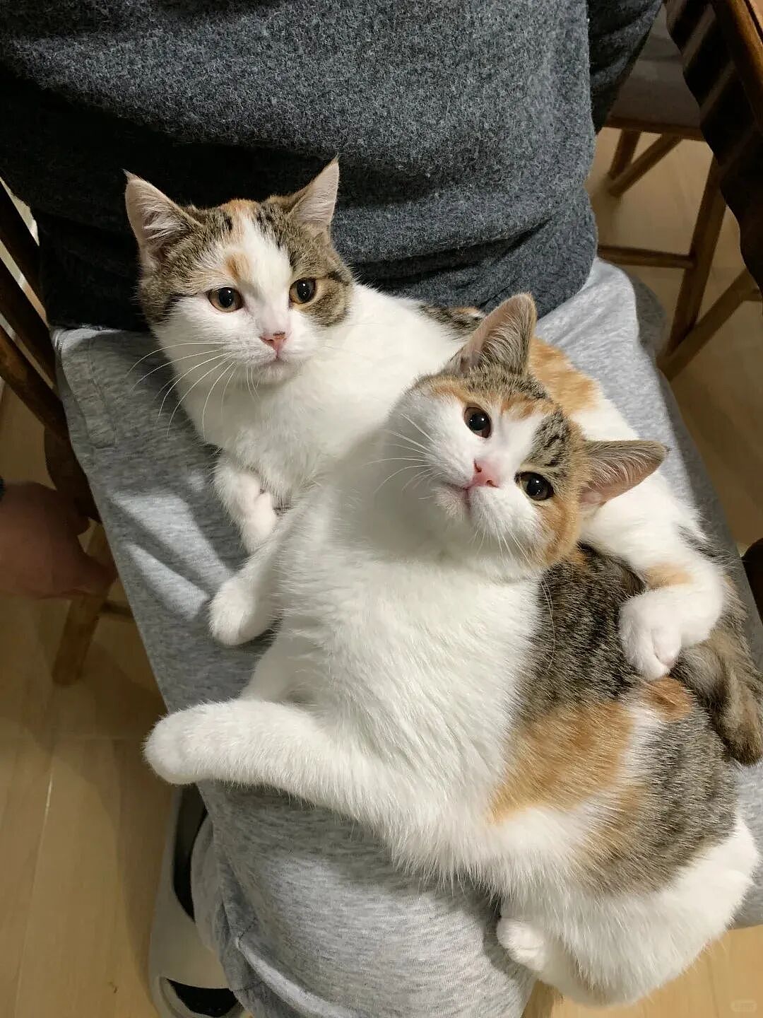 【宠物】一模一样的猫为什么要养15只！复制粘贴复制粘贴…网友：看着很解压！（组图） - 17