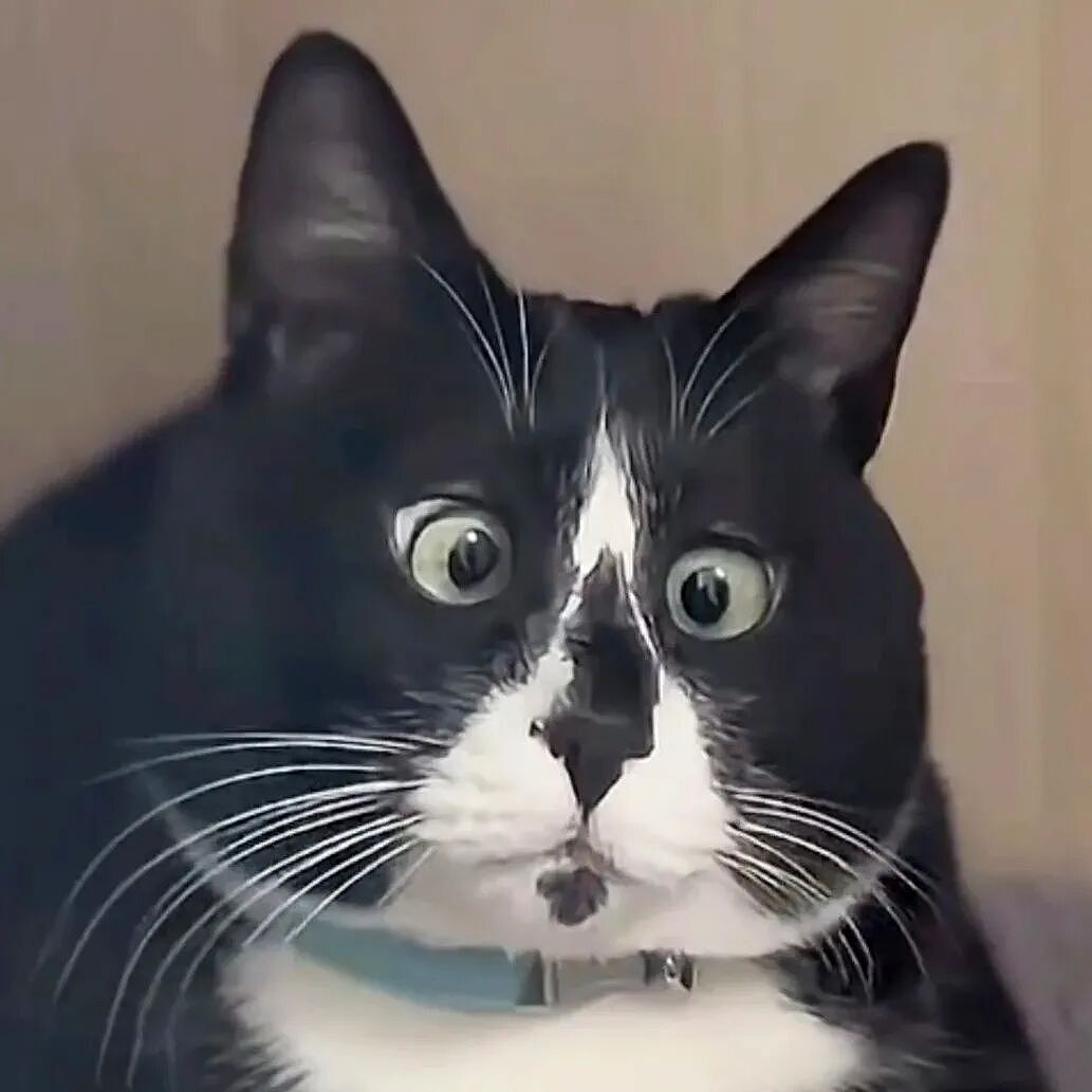 【宠物】一模一样的猫为什么要养15只！复制粘贴复制粘贴…网友：看着很解压！（组图） - 1