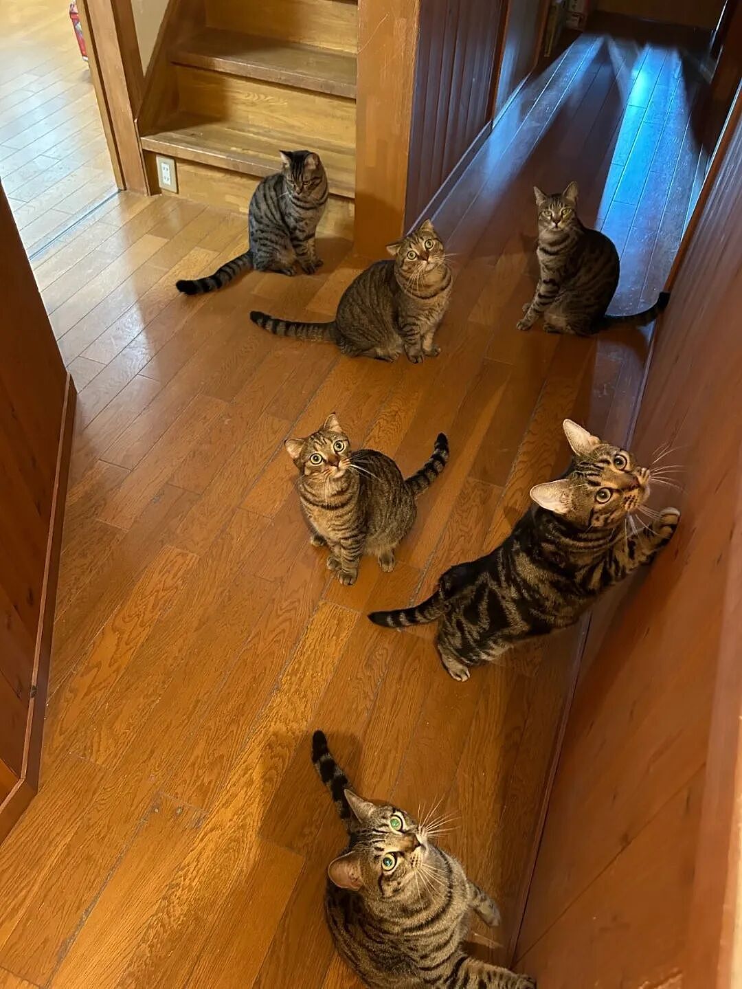 【宠物】一模一样的猫为什么要养15只！复制粘贴复制粘贴…网友：看着很解压！（组图） - 5