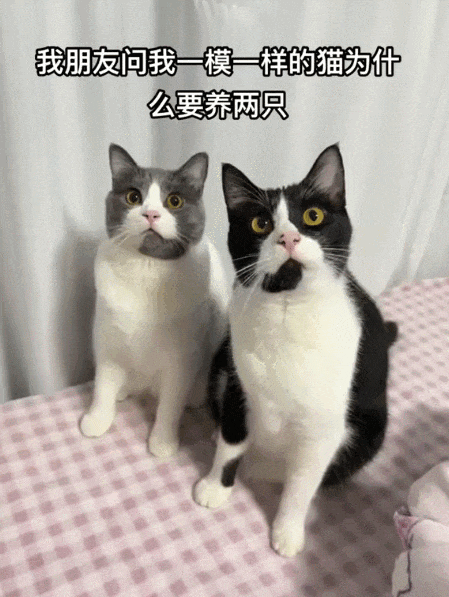 【宠物】一模一样的猫为什么要养15只！复制粘贴复制粘贴…网友：看着很解压！（组图） - 18